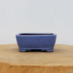 5" Tokoname Bonsai Pot - Shibakatsu (No. 1519)