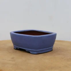 5" Tokoname Bonsai Pot - Shibakatsu (No. 1519) -Home Decor Items Store IMG 1652 01477.1693493496