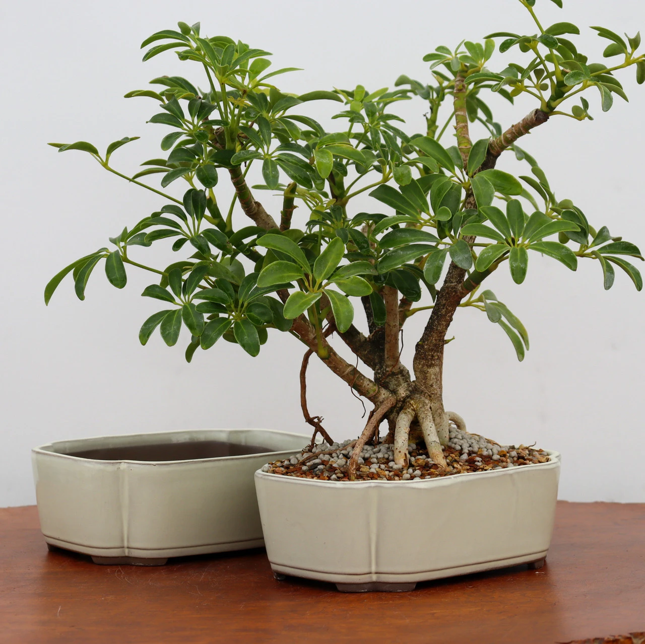 6-8" Cream Glazed Japanese Bonsai Pot (No. 1922) 3 6-8" Cream Glazed Japanese Bonsai Pot (No. 1922) - Image 3