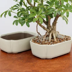 6-8" Cream Glazed Japanese Bonsai Pot (No. 1922) 11 6-8" Cream Glazed Japanese Bonsai Pot (No. 1922) -Home Decor Items Store IMG 33991 14838.1671620799