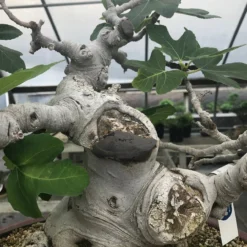 Bonsai Cut Paste Kit -Home Decor Items Store IMG 3649 01692.1652113087