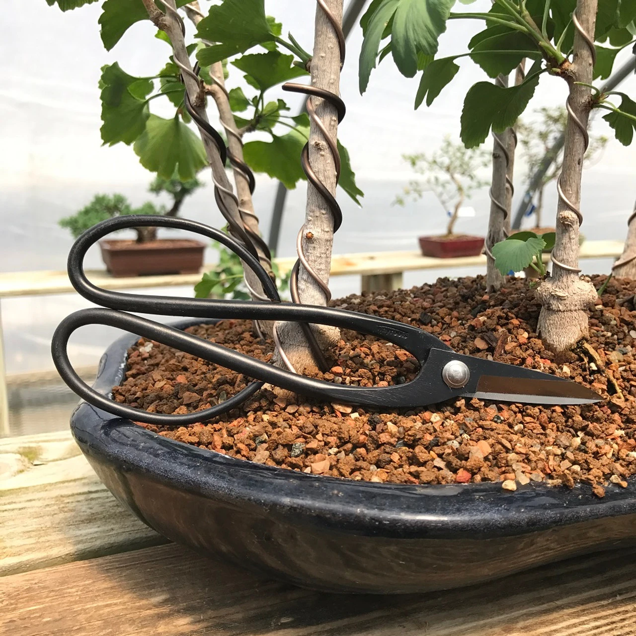 Tinyroots Bowed Carbon Steel Bonsai Shears - Known As Ashinaga Shears, These Traditional Shaped Bonsai Shears Are The #1 Selling. 3 Tinyroots Bowed Carbon Steel Bonsai Shears - Known As Ashinaga Shears, These Traditional Shaped Bonsai Shears Are The #1 Selling. - Image 3