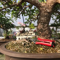 Koshiji Trimming And ThinningShears -Home Decor Items Store IMG 5272 54463.1598563597