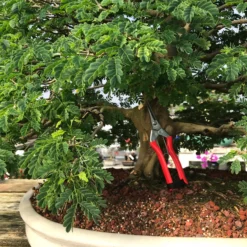 Koshiji Trimming And ThinningShears -Home Decor Items Store IMG 5273 48110.1598563597