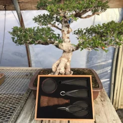Tinyroots 5 Piece Carbon Steel Pruning Kit -Home Decor Items Store IMG 5843 13613.1633718645