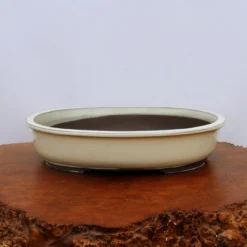 Oval Cream Glazed Japanese Bonsai Pot (No. 1547) 10 Oval Cream Glazed Japanese Bonsai Pot (No. 1547) -Home Decor Items Store IMG 59462 26177.1672758122