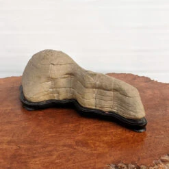 Suiseki Mountain Viewing Stone "Yamagata-ishi" (17" X 4.75") -Home Decor Items Store PXL 20210122 162008423 96031.1611355197 1